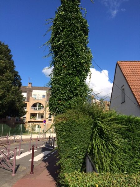 Une image contenant arbre, ciel, extérieur, maison Description générée automatiquement