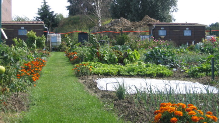 Traditions et Loisirs du Jardinage Lomme Mitterie