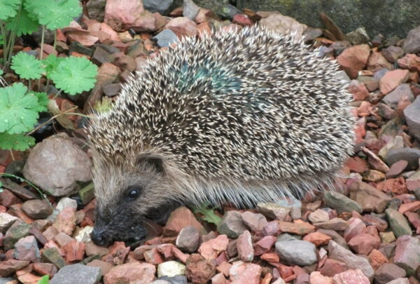 L’encyclopédie vivante de ces animaux qu’on rencontre parfois à la Délivrance